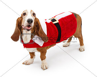 Basser Hound Dog Wearing a Santa Suit 