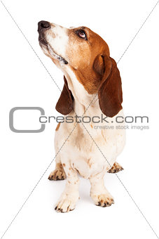 Basset Hound Dog Drooling Looking Up