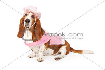 Basset Hound Dog Wearing a Pink Cowboy Outfit