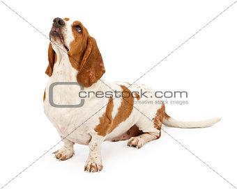 Basset hound looking up