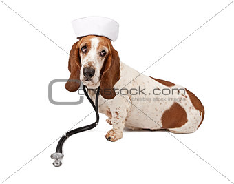 Basset Hound Nurse