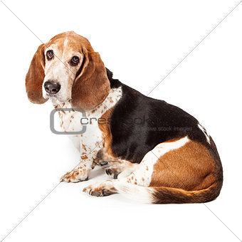 Basset Hound Profile Sad Look