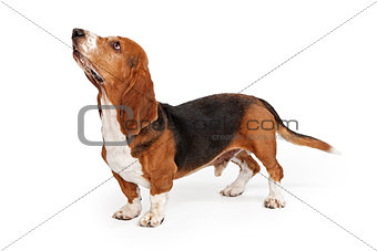Basset Hound Dog Profile