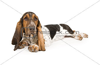 Basset Hound Puppy Laying Down