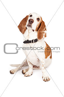 Basset Hound Sitting and Leaning to Side