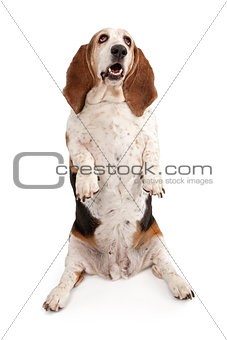 Basset Hound Dog Begging 