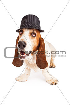Basset Hound Wearing Pinstripe Hat