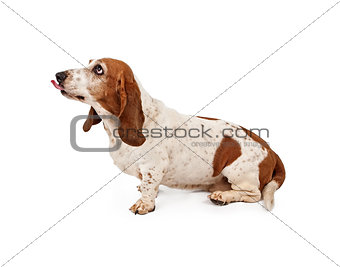 Basset Hound Dog With tongue Sticking Out Stock Photo