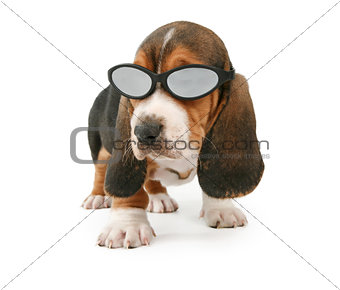 Basset Hound Puppy Wearing Shades
