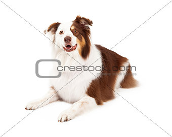 Beautiful Border Collie Laying Down