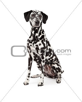 Beautiful Dalmatian Dog Sitting