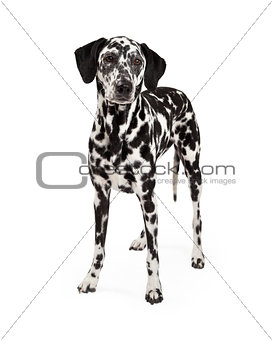 Beautiful Dalmatian Dog Standing