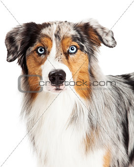 Beautiful Headshot of Australian Shepherd Dog