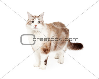 Beautiful Ragdoll Cat Standing
