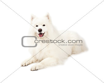 Beautiful Samoyed Dog Laying