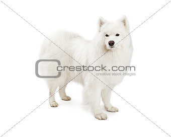 Beautiful Samoyed Dog Standing