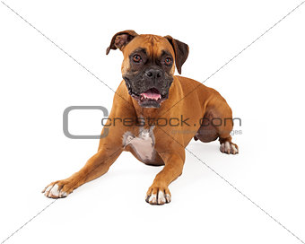 Boxer Dog Laying Happy Expression