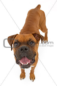 Boxer Dog Skinny 