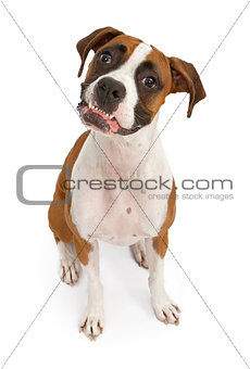 Boxer Dog With Teeth Out