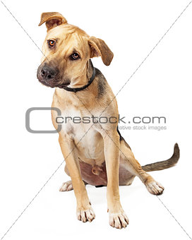 Boxer Mix Puppy Sitting Tilting Head