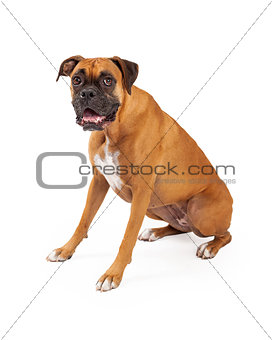 Boxer Sitting and Looking Into Camera