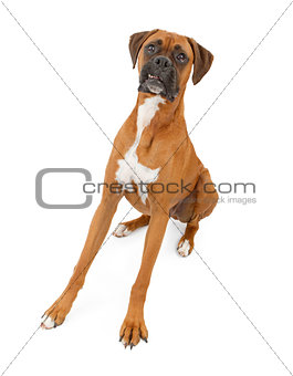 Boxer Dog With Legs Extended and Teeth Out 