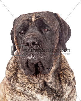 Brindle English Mastiff Dog Closeup
