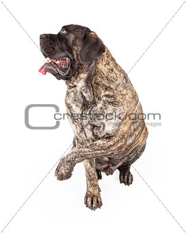 Brindle English Mastiff Dog Raising Paw