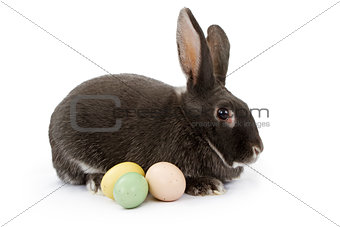 A Rabbit Isolated on White with Easter Eggs