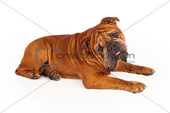 Bulldog laying looking at camera