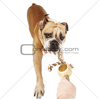 Bulldog Playing Tug of War