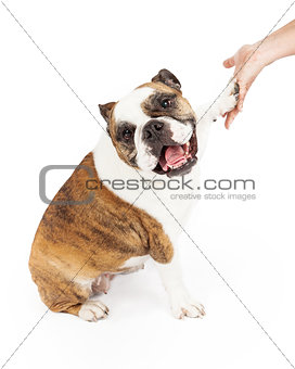 Bulldog Shaking Hands and Looking at Camera