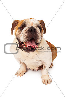 Female Bulldog With Happy Expression