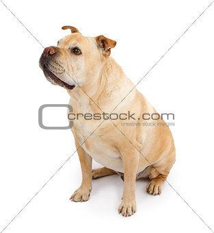 English Bulldog and Shar-Pei Mixed Breed Dog