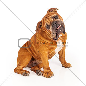 Bulldog sitting with tilted head