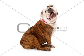 Bulldog With Tongue Out 