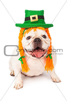 Bulldog Wearing Irish Hat and Hair Braids
