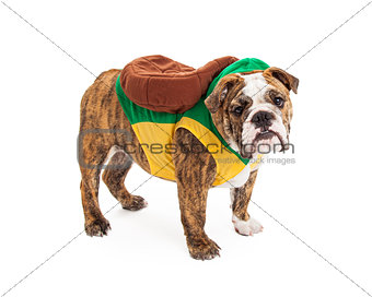 Bulldog Wearing Turtle Costume