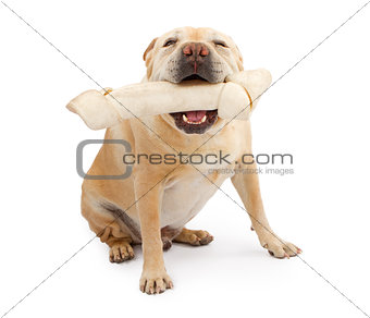 English Bulldog Mixed Breed Dog With Large Bone