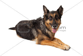 Calm German Shepherd Dog Laying With Tongue Hanging Out