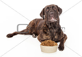 Cane Corso Dog With Bowl of Food