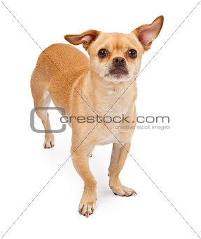 Chihuahua and Pug Mix Dog 
