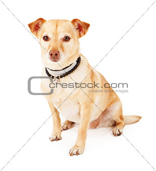 Chihuahua and Terrier Mixed Breed Dog