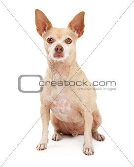Chihuahua Sitting Attentive