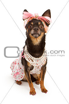 Chihuahua dog dressed in pink with pretty bow