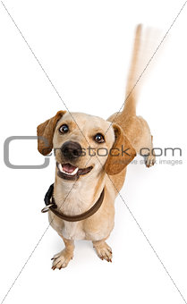 Chiweenie Dog Wagging Tail