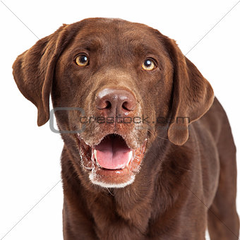 Chocolate Labrador Retriever Dog Head Shot
