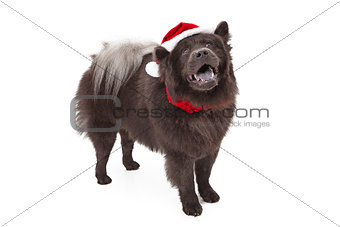 Chow Dog Wearing Santa Hat