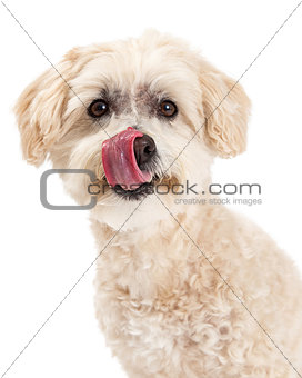 Closeup Maltese and Poodle Mix Dog Licking Lips