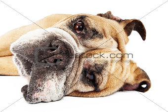 Closeup of Bulldog Laying on Side